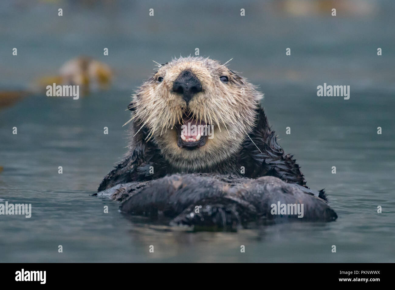 Loutre de mer, Enhydra lutris, un mammifère marin et de la faune en surbrillance dans la forêt de varech du sud-est de l'Alaska, États-Unis d'Amérique Banque D'Images