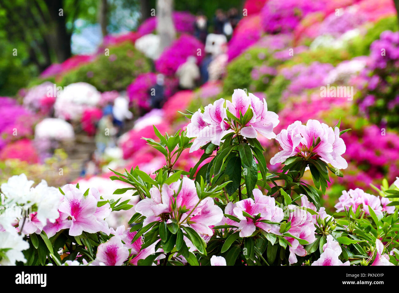 Belle japonaise azalea fleurs en pleine floraison au cours du Festival des azalées Bunkyo (Tsutsuji Matsuri) au Sanctuaire Nezu à Tokyo, Japon, flou artistique j'ai sélectionné Banque D'Images