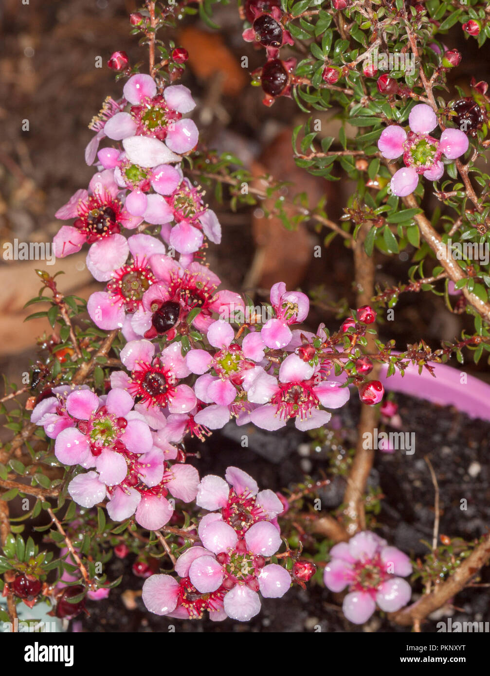 Fleurs Rouges Picots Australie Les fleurs sauvages d'Australie, d'un cluster de superbes fleurs rose ...