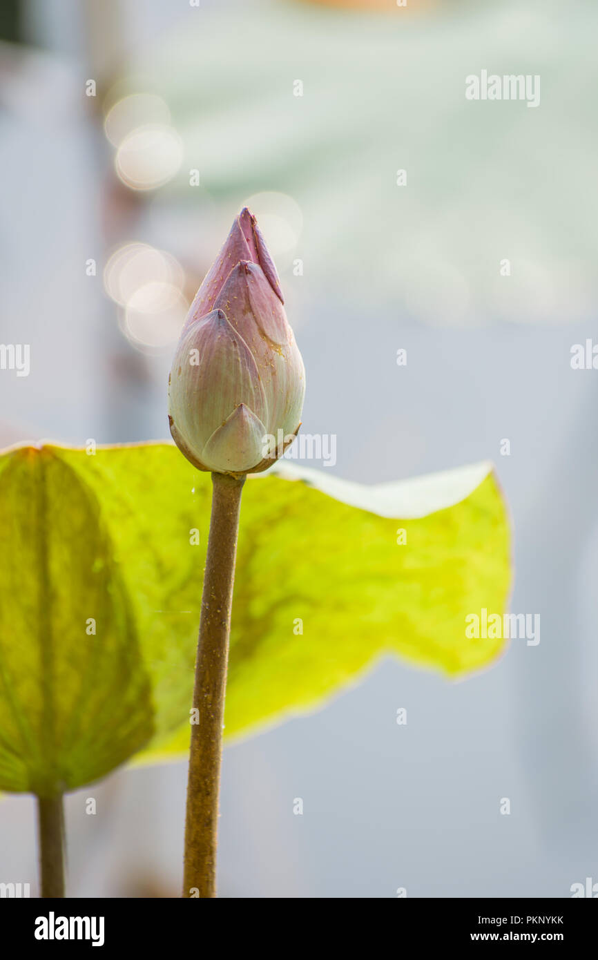 Lotus rose bud qui fleurit dans l'étang Banque D'Images