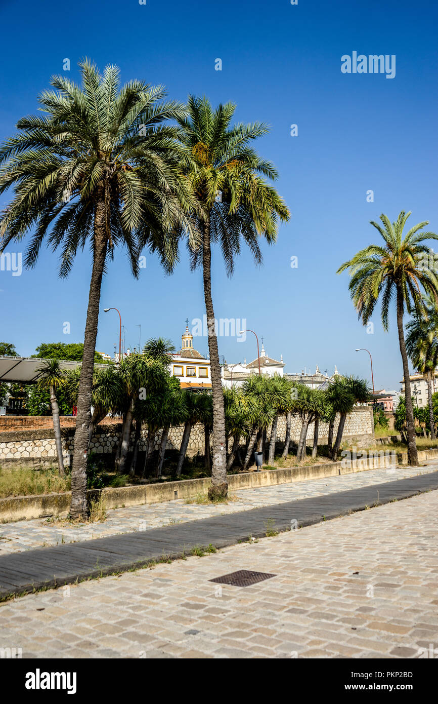 Séville, Espagne- 18 juin 2017:grands palmiers ont grandi à côté du Guadalquivir à Séville, Espagne Juin 2017, Europe Banque D'Images
