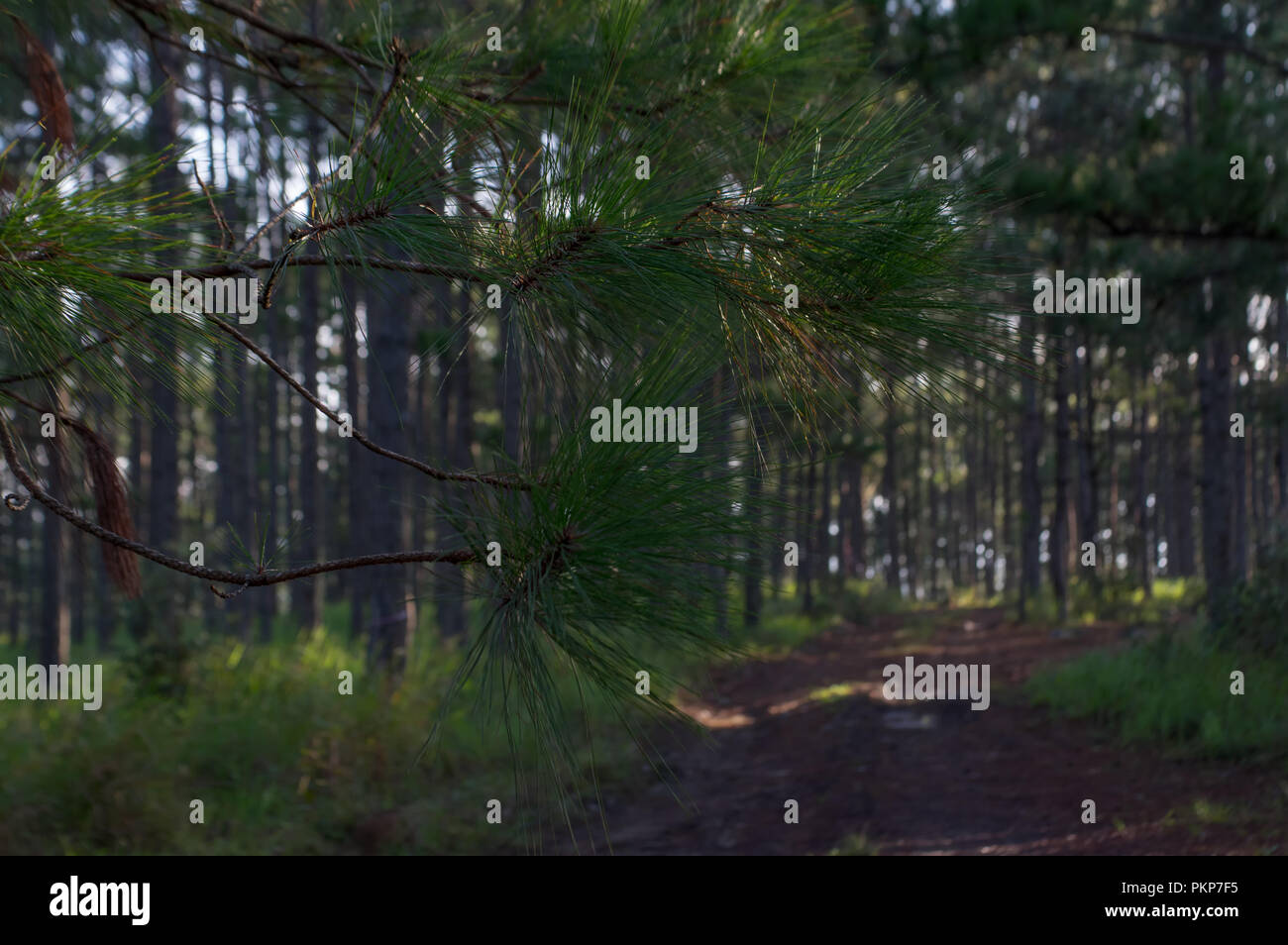 Le maïs, maïs maïs épis ou ferme, le vert frais des plantes de maïs sont de plus en plus, les fleurs, les haricots, les fruits et les produits de maïs. Une partie de la production agricole Banque D'Images