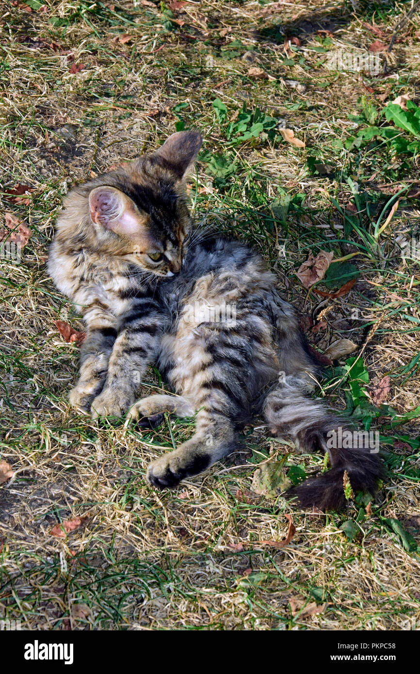 Un toilettage, fluffy, gris à rayures tabby kitten portant sur l'herbe flétrie Banque D'Images