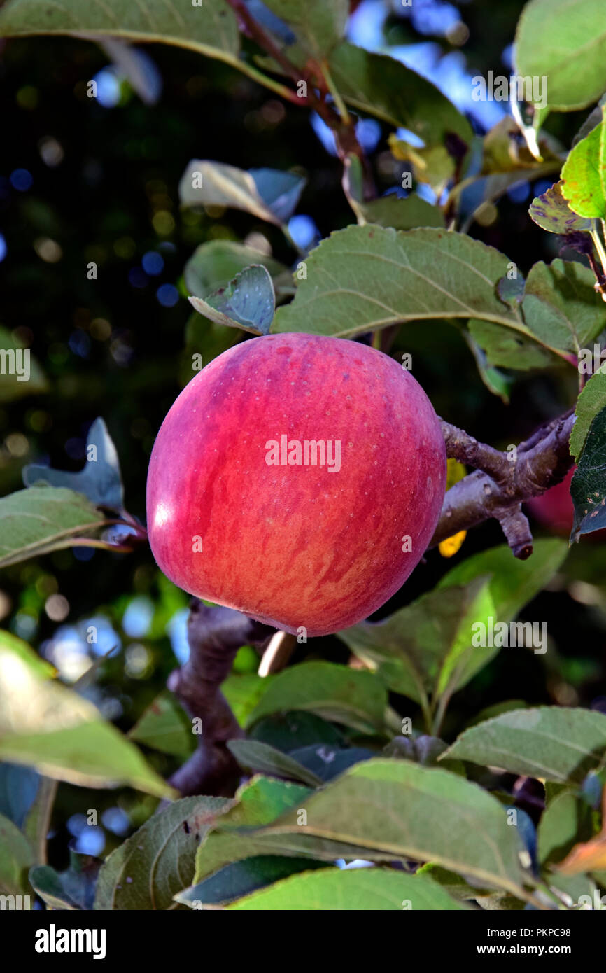Fruits rouges et brillants avec apple peel striée hanging on branch, entourée de feuilles vertes, close-up view Banque D'Images