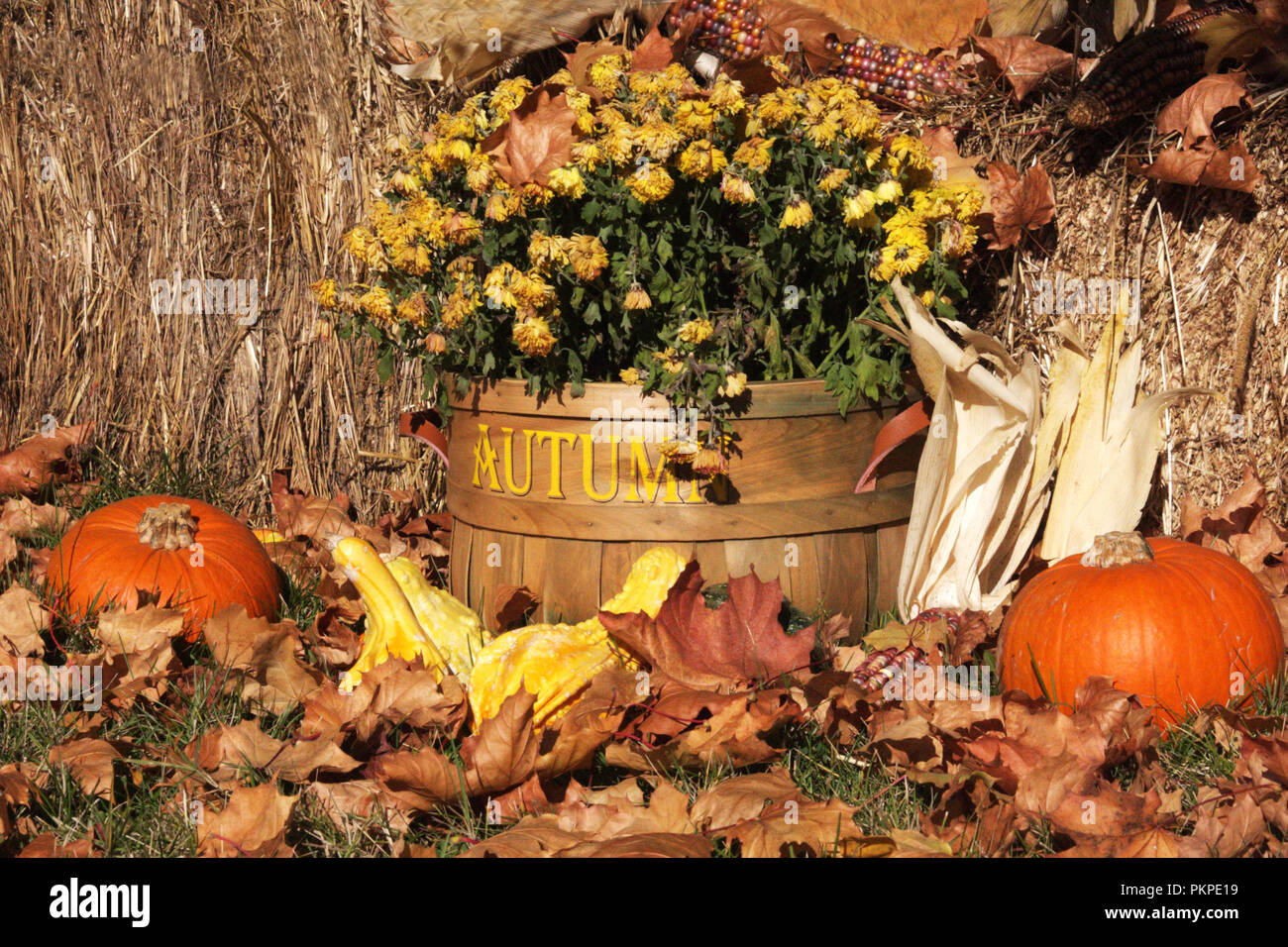 Panier d'automne avec des citrouilles, des fleurs, de la paille Banque D'Images