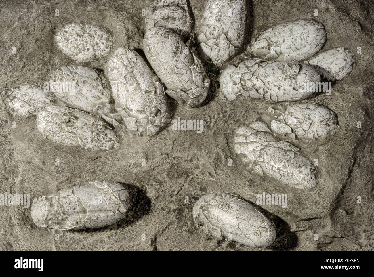 Oeuf de dinosaure fossilisé nid (Protoceratops), Désert de Gobi Banque D'Images