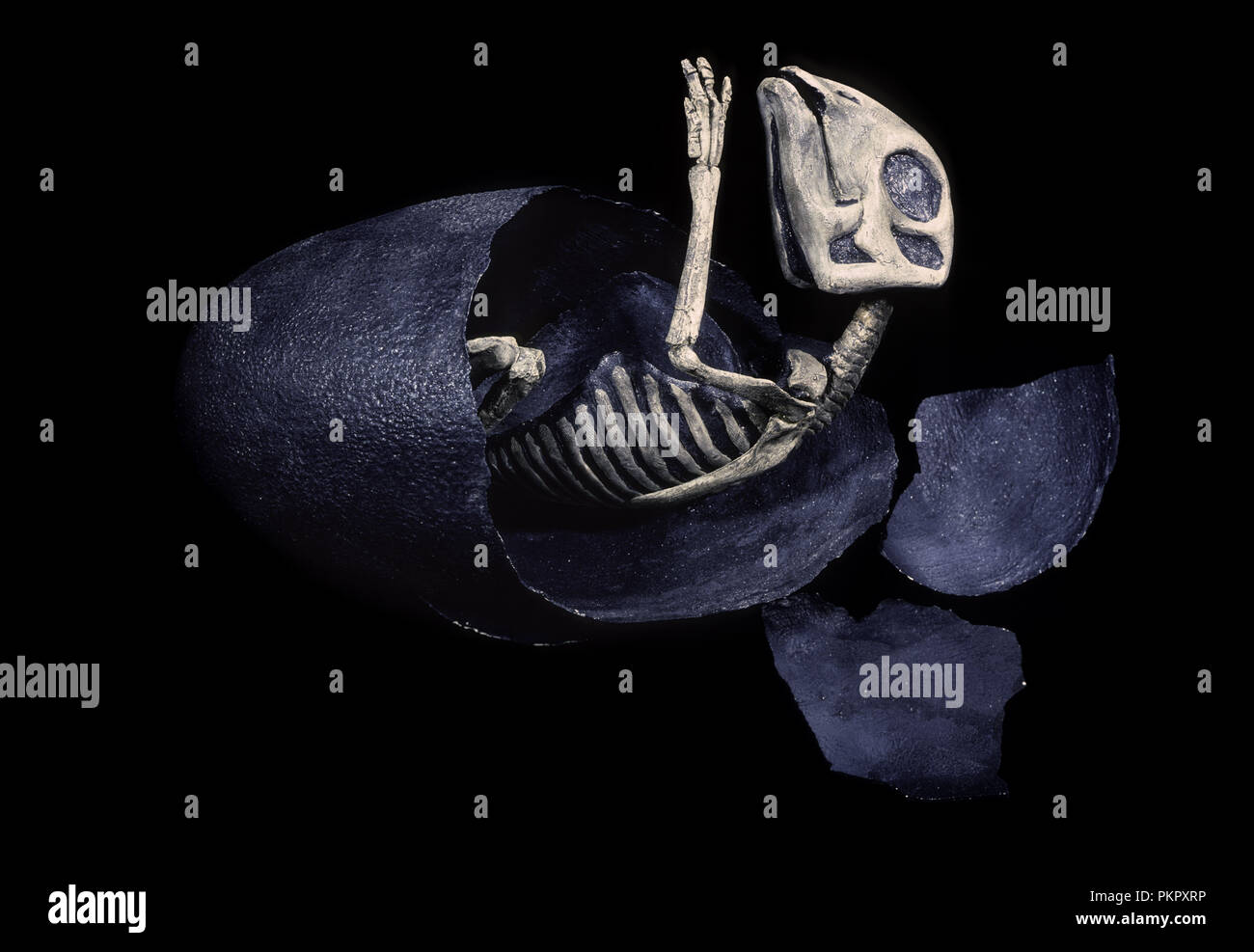 Dinosaure fossilisé d'un oeuf à couver (Maisaura peeblesorum). La fin du Crétacé, hadrosaures Banque D'Images