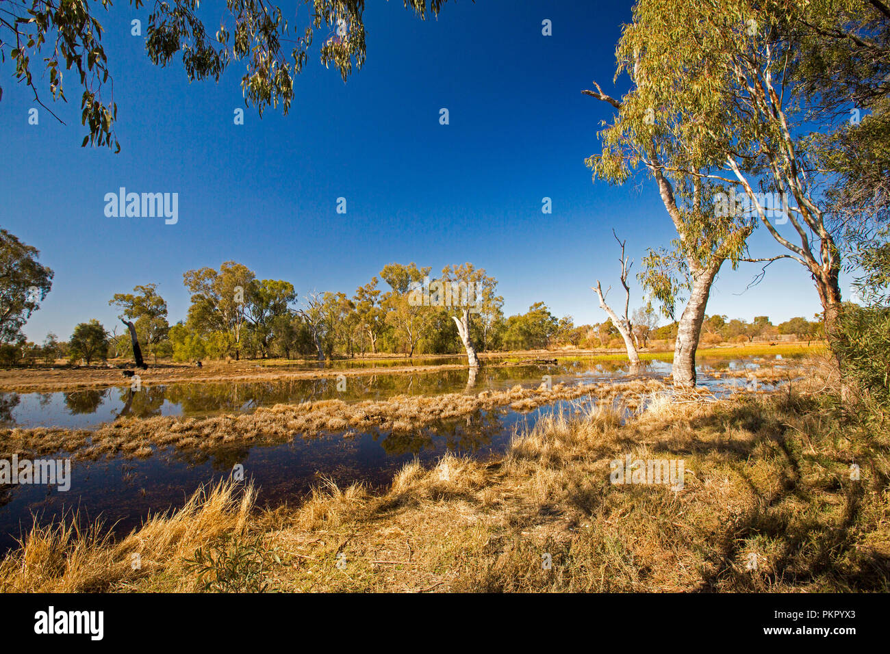 Paysage australien colorés avec des herbes et des roseaux d'or, gommiers, et ciel bleu reflété dans les eaux calmes de Tiger Bay wetlands at Warren EN IN Banque D'Images