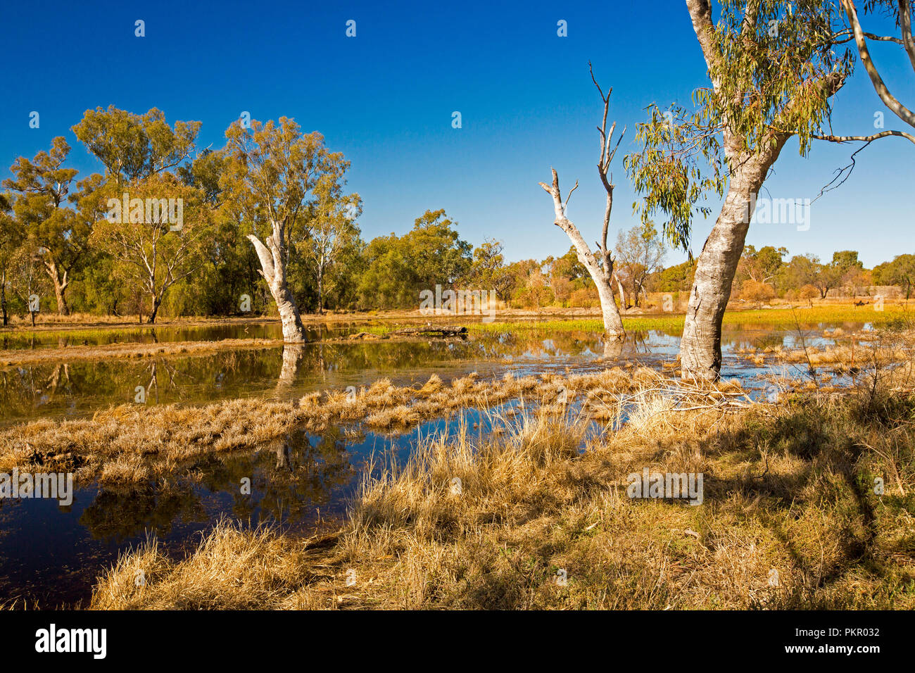 Paysage australien colorés avec des herbes et des roseaux d'or, gommiers, et ciel bleu reflété dans les eaux calmes de Tiger Bay wetlands at Warren EN IN Banque D'Images
