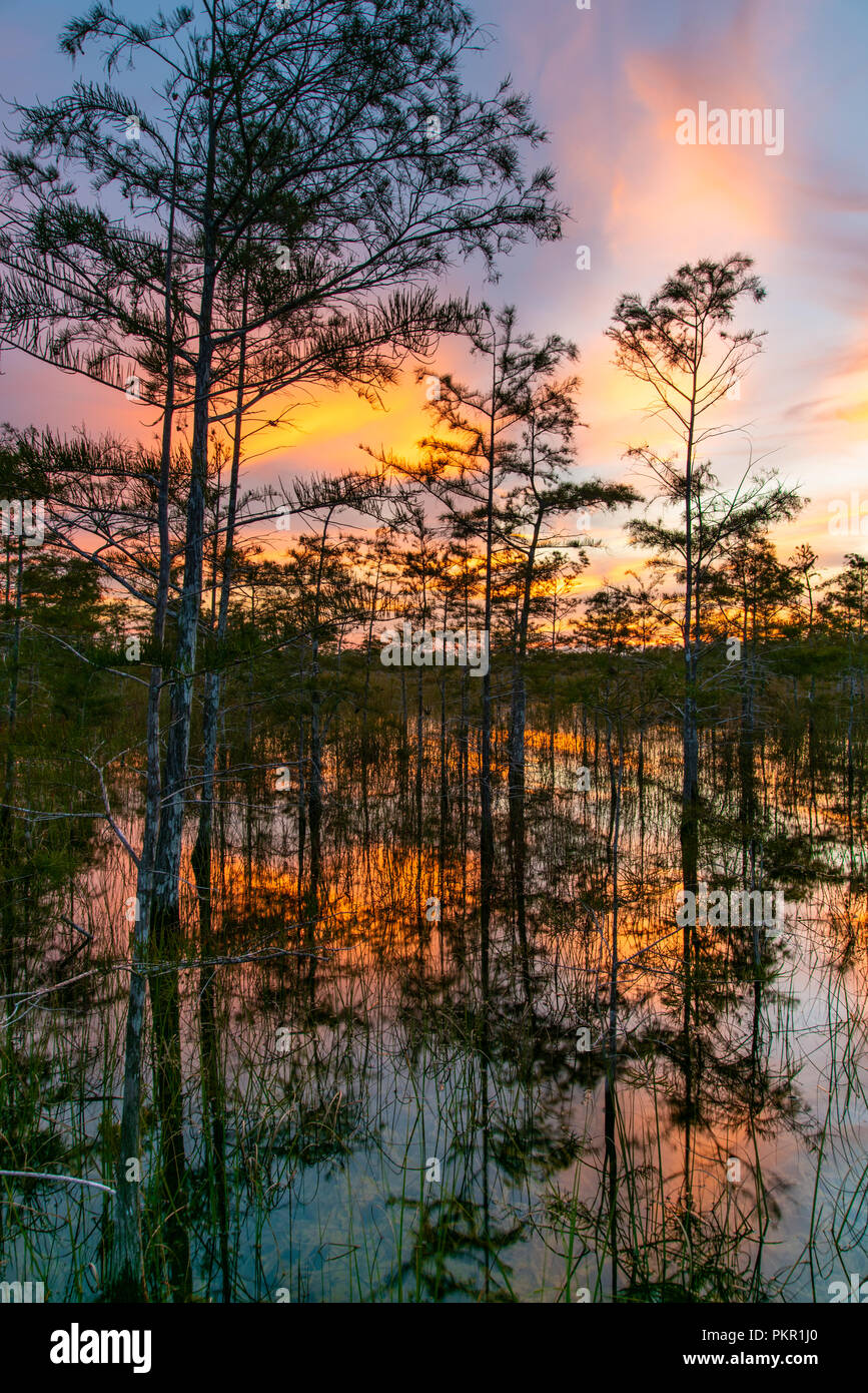 Pine swamp rockland dans le parc national des Everglades pendant un coucher de soleil. Banque D'Images