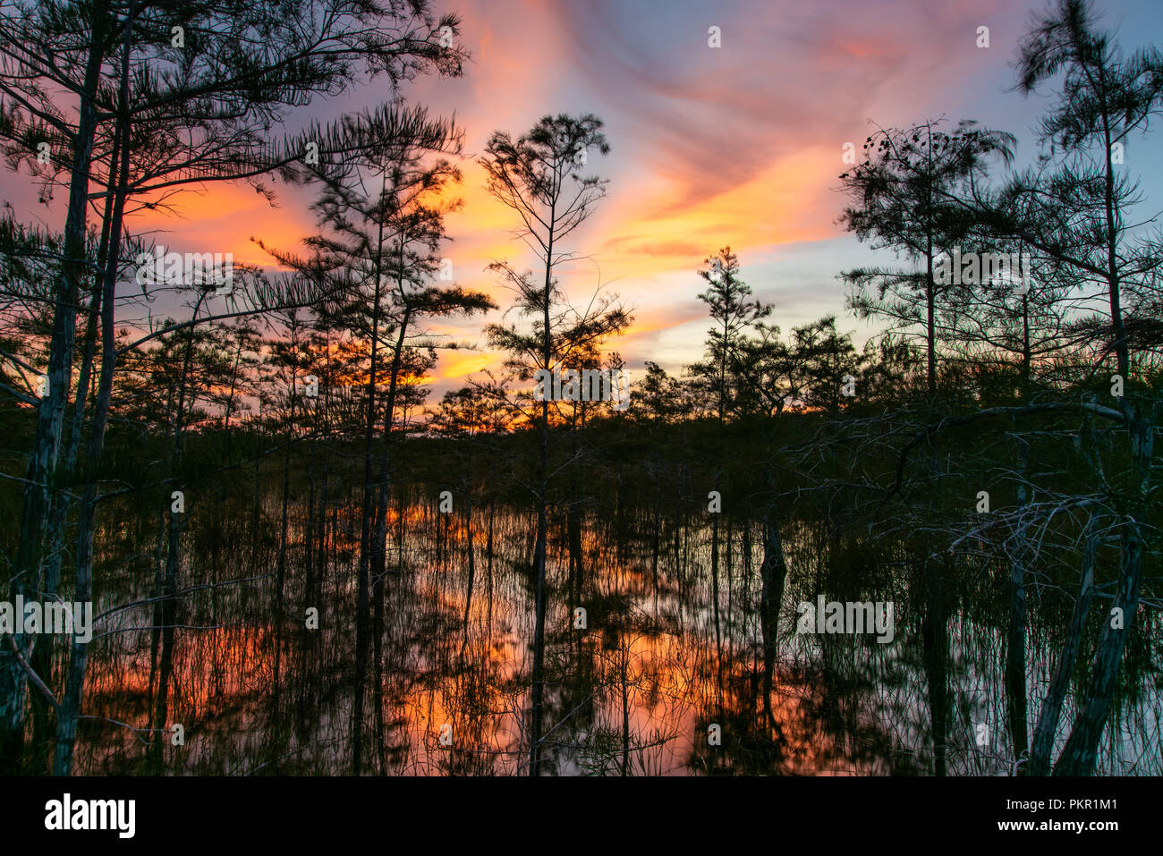 Pine swamp rockland dans le parc national des Everglades pendant un coucher de soleil. Banque D'Images