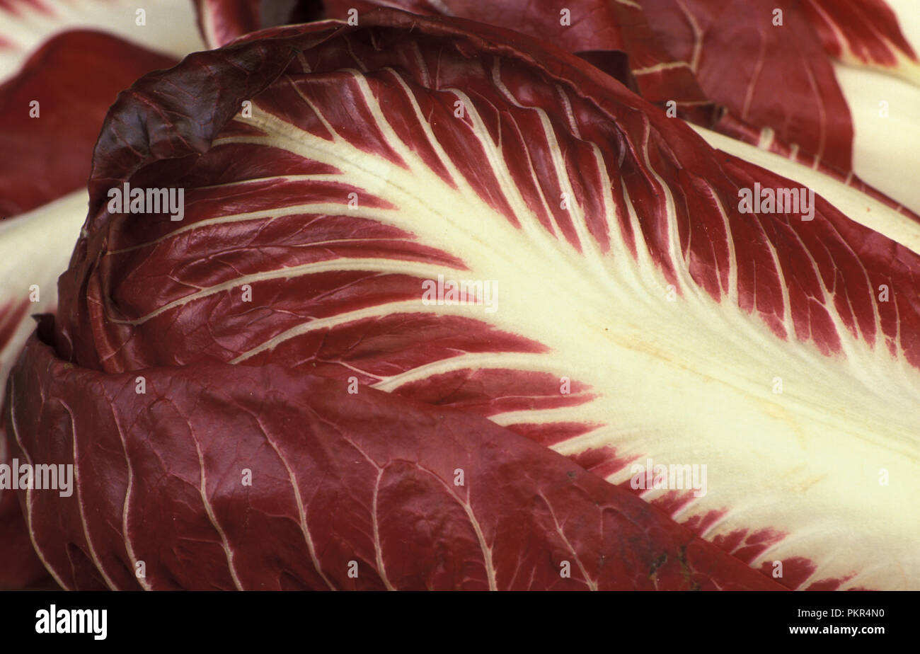 GROS PLAN D'UNE FEUILLE D'UNE ENDIVE ROUGE BELGE (CICHORIUM ENDIVIA) ENDIVE BLANCHE TRADITIONNELLE CROISÉE AVEC ROSSO DI VERONA RADICCHIO. Banque D'Images