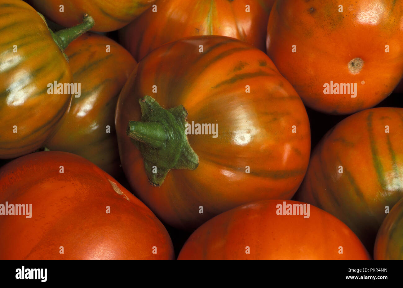 ''L'usine d'ŒUFS RÉCOLTÉS ORANGE TURC (Solanum aethiopicum) Banque D'Images