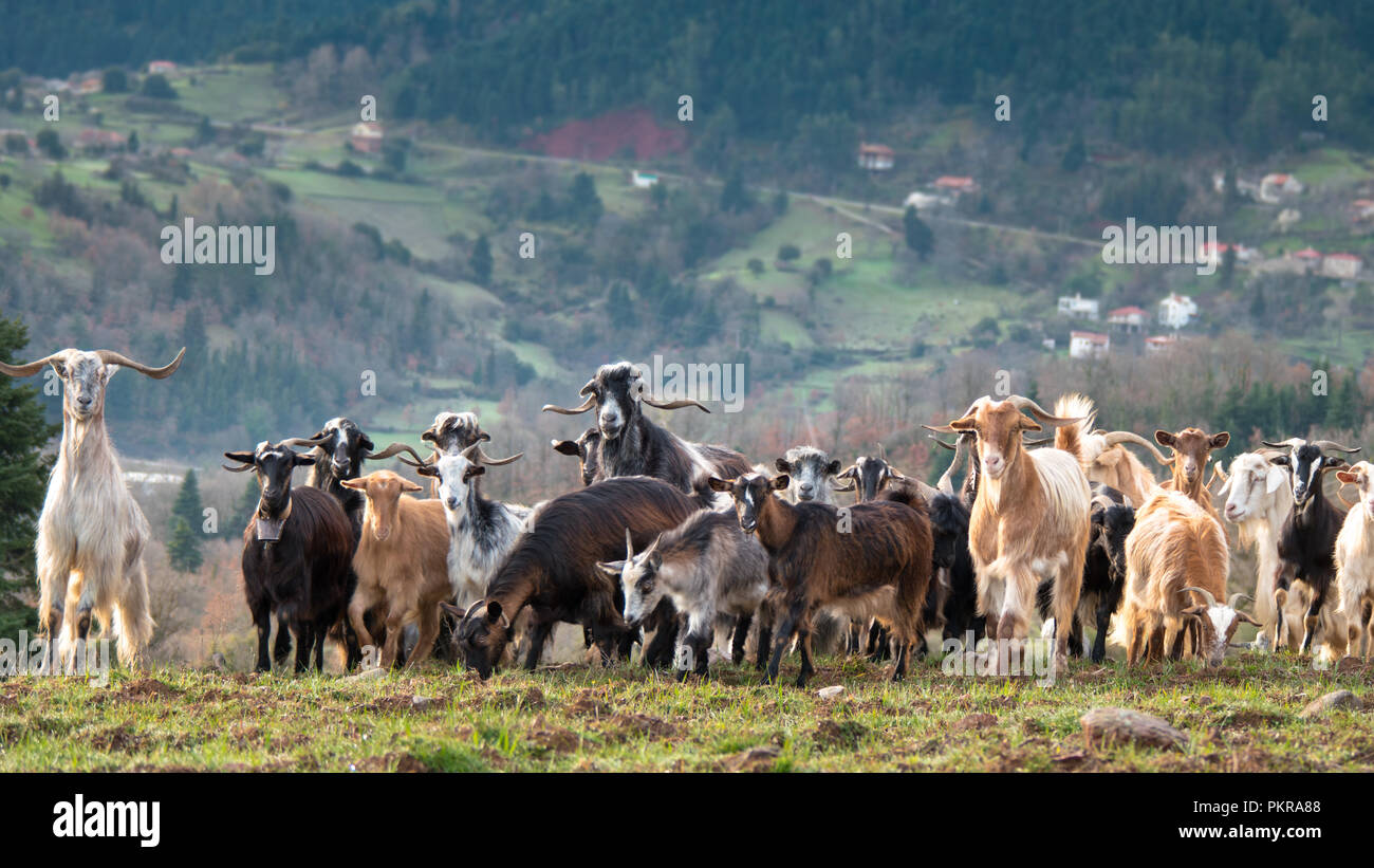 Les chèvres à un paysage Banque D'Images