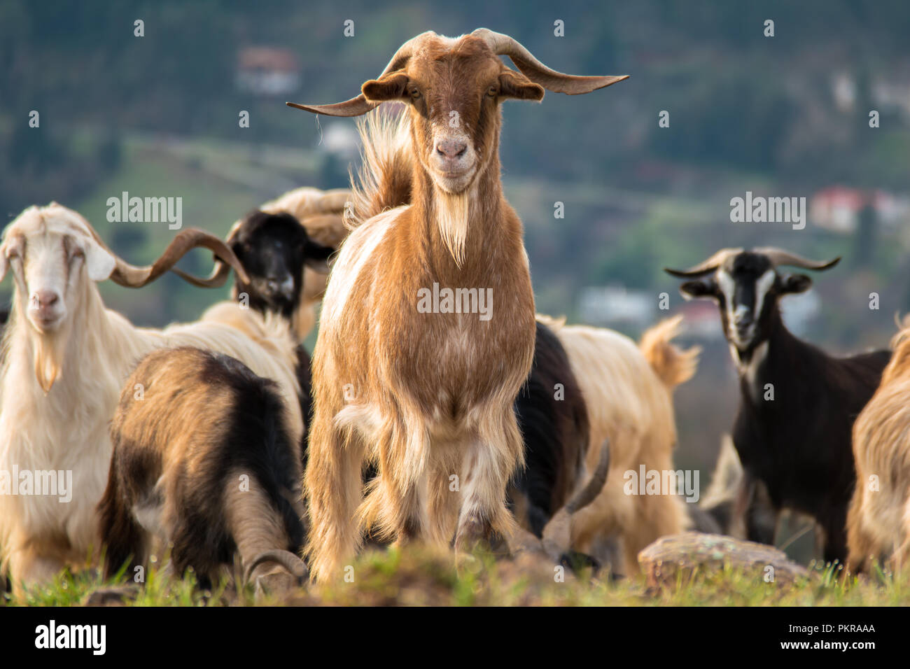 Les chèvres à un paysage Banque D'Images