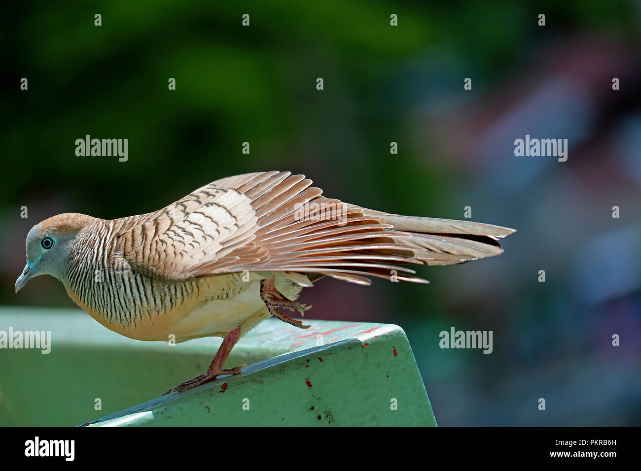 Close Up of a Wild Zebra Dove qui s'étend au soleil sur le balcon Banque D'Images