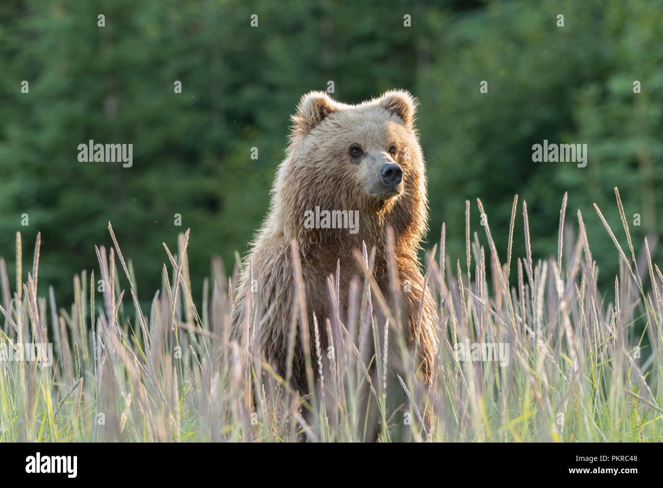 La côte de l'Alaska l'ours brun, Lake Clark National Park Banque D'Images