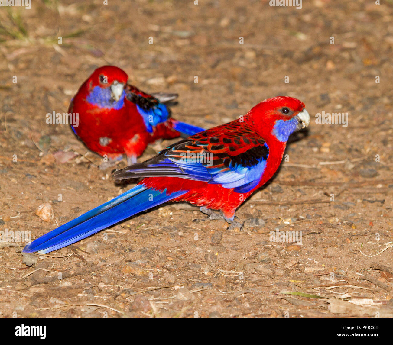 Paire de rouge vif et bleu crimson Rosellas, Platycercus elegans, se nourrissant de la masse à la reine Mary Falls, près de Warwick, le Queensland Banque D'Images