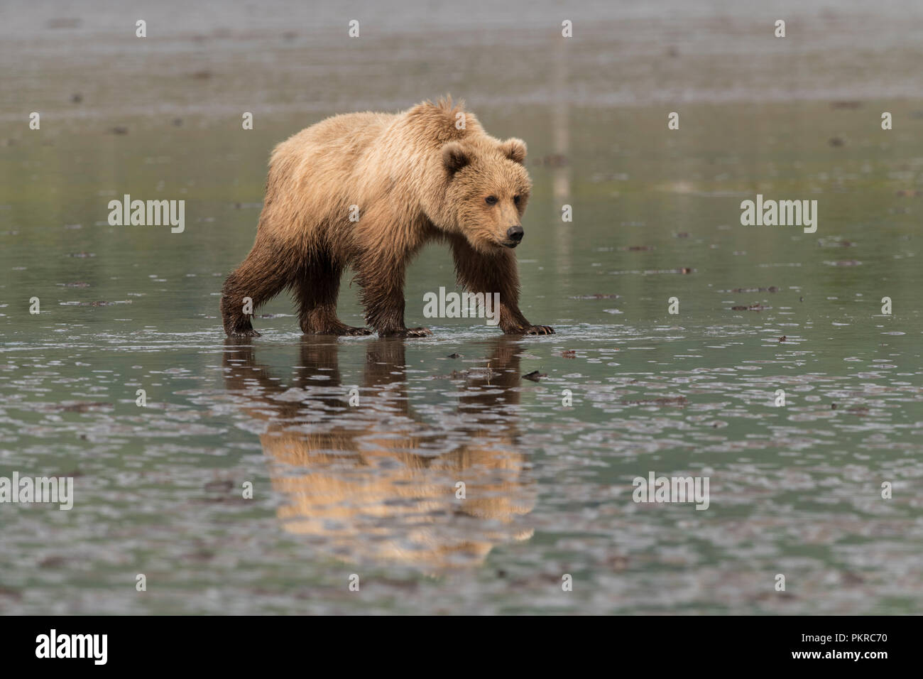 La côte de l'Alaska l'ours brun, Lake Clark National Park Banque D'Images