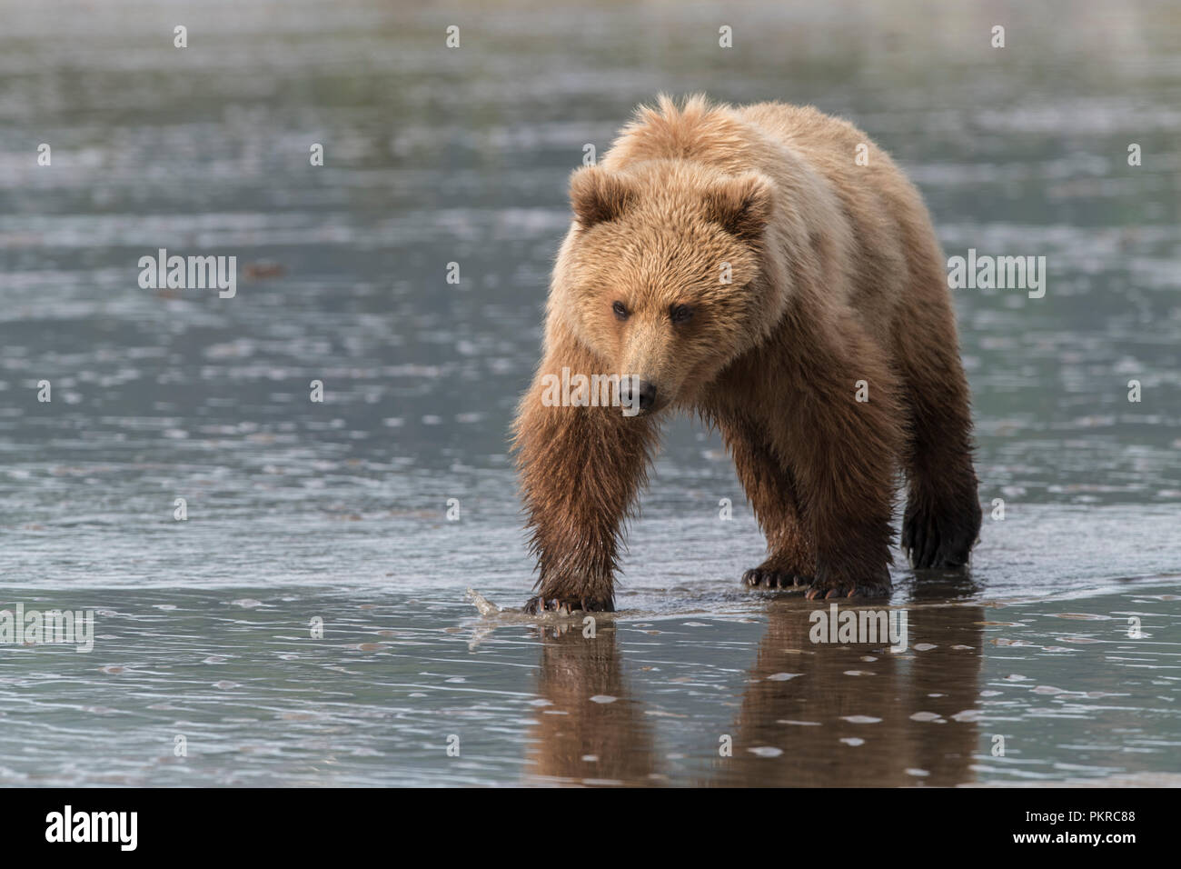 La côte de l'Alaska l'ours brun, Lake Clark National Park Banque D'Images