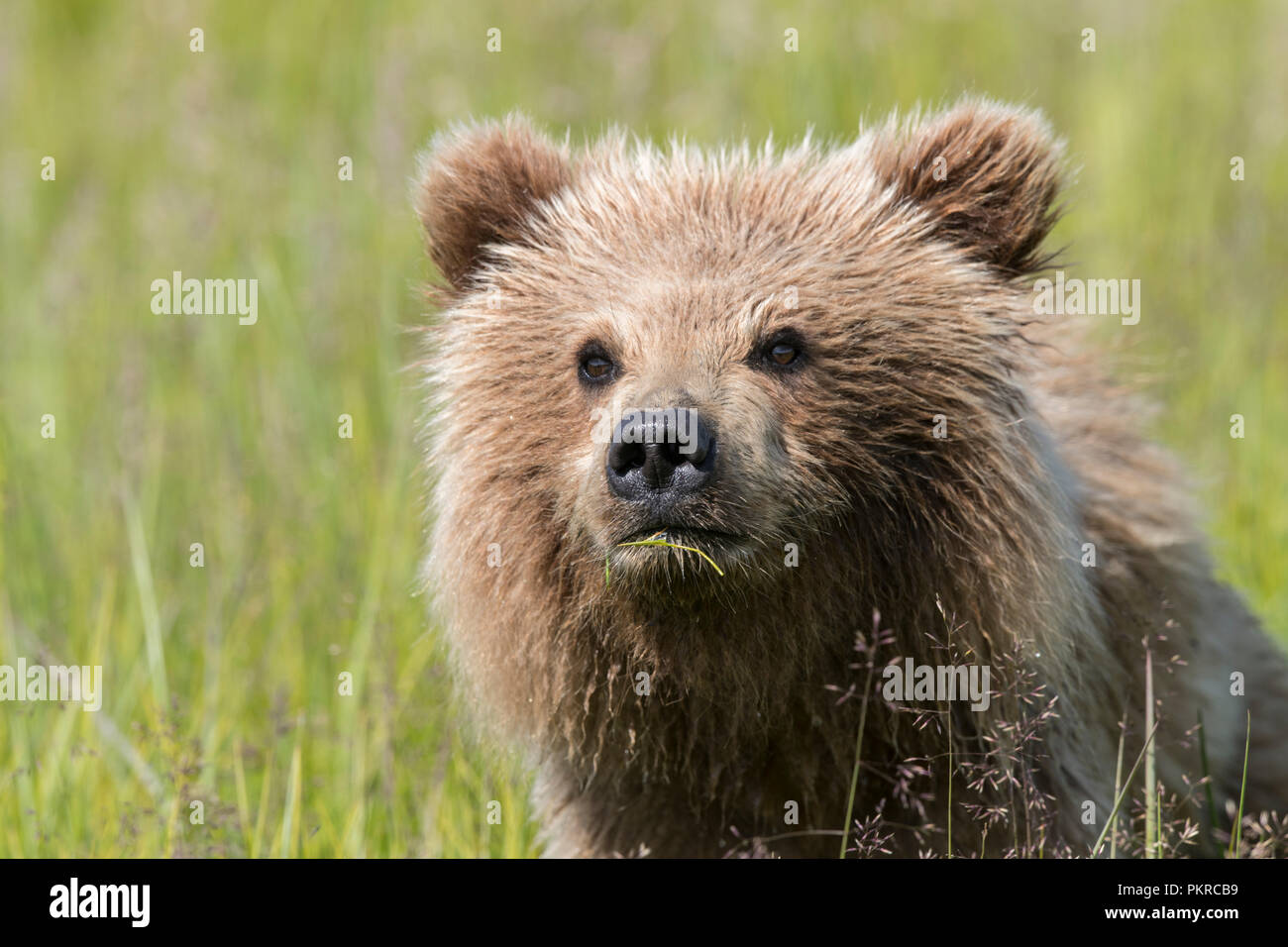 La côte de l'Alaska l'ours brun, Lake Clark National Park Banque D'Images