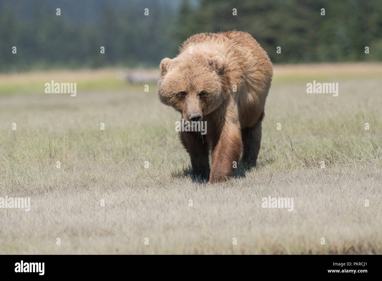 La côte de l'Alaska l'ours brun, Lake Clark National Park Banque D'Images