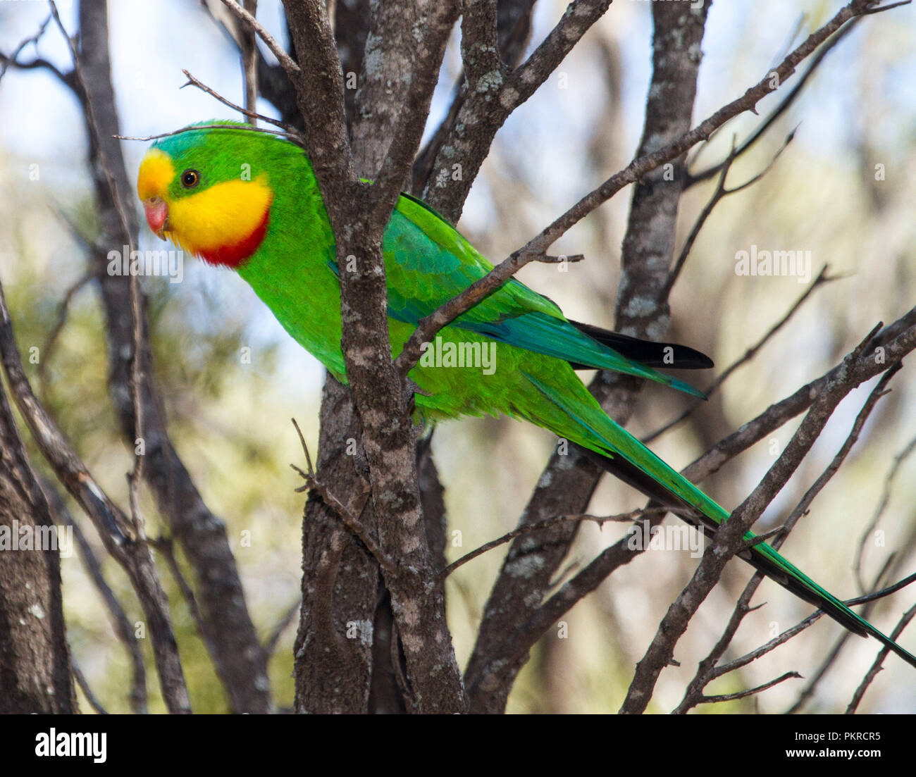 De superbes couleurs vert, rouge et jaune superbe mâle / scarlet parrot Polytelis swainsonii -poitrine, une espèce vulnérable à l'état sauvage dans le NSW Australie Banque D'Images