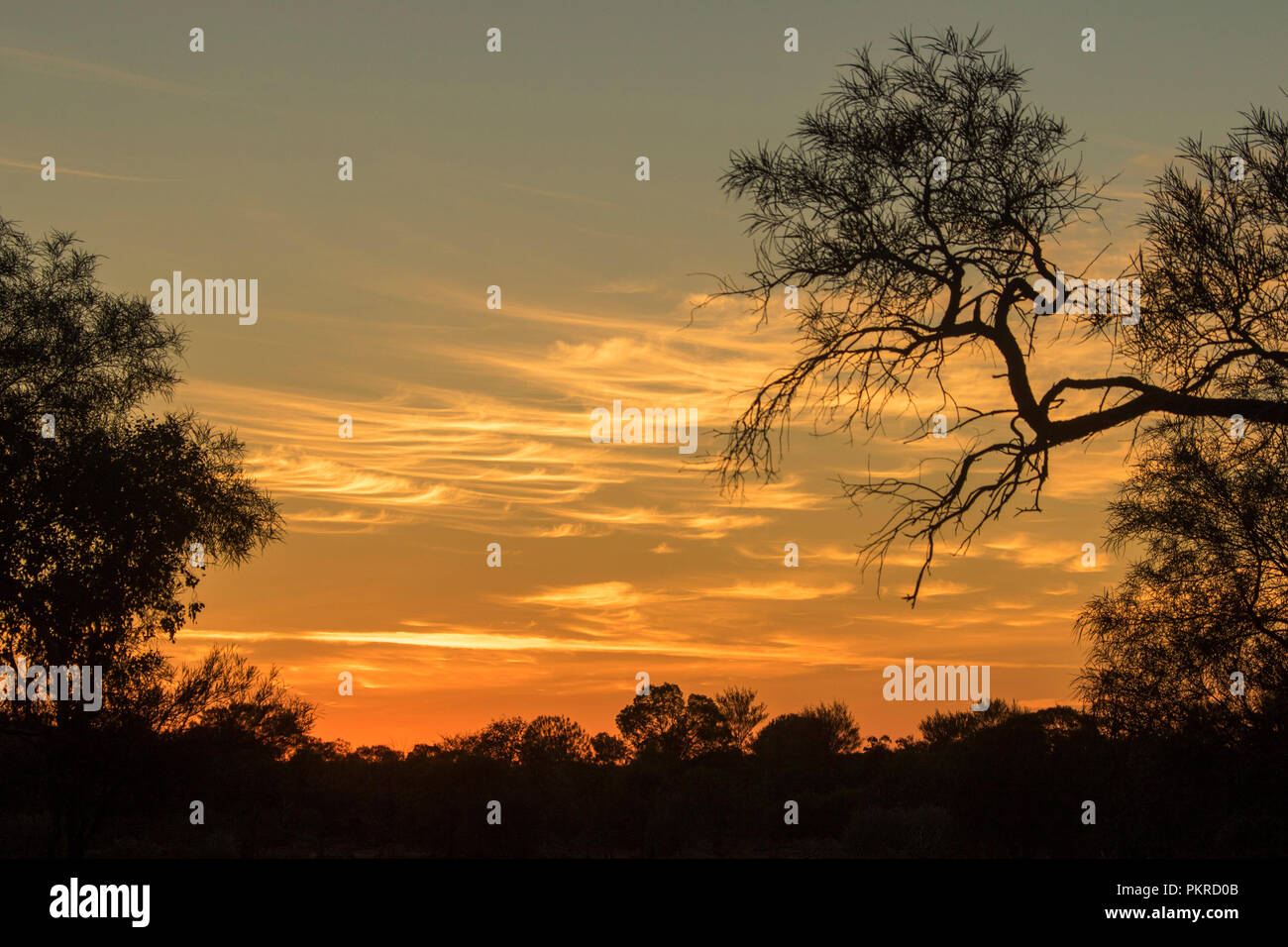 Coucher de soleil / Lever du soleil avec dead tree silhouetted against golden sky zébré de nuages dans l'outback Queensland Australie Banque D'Images