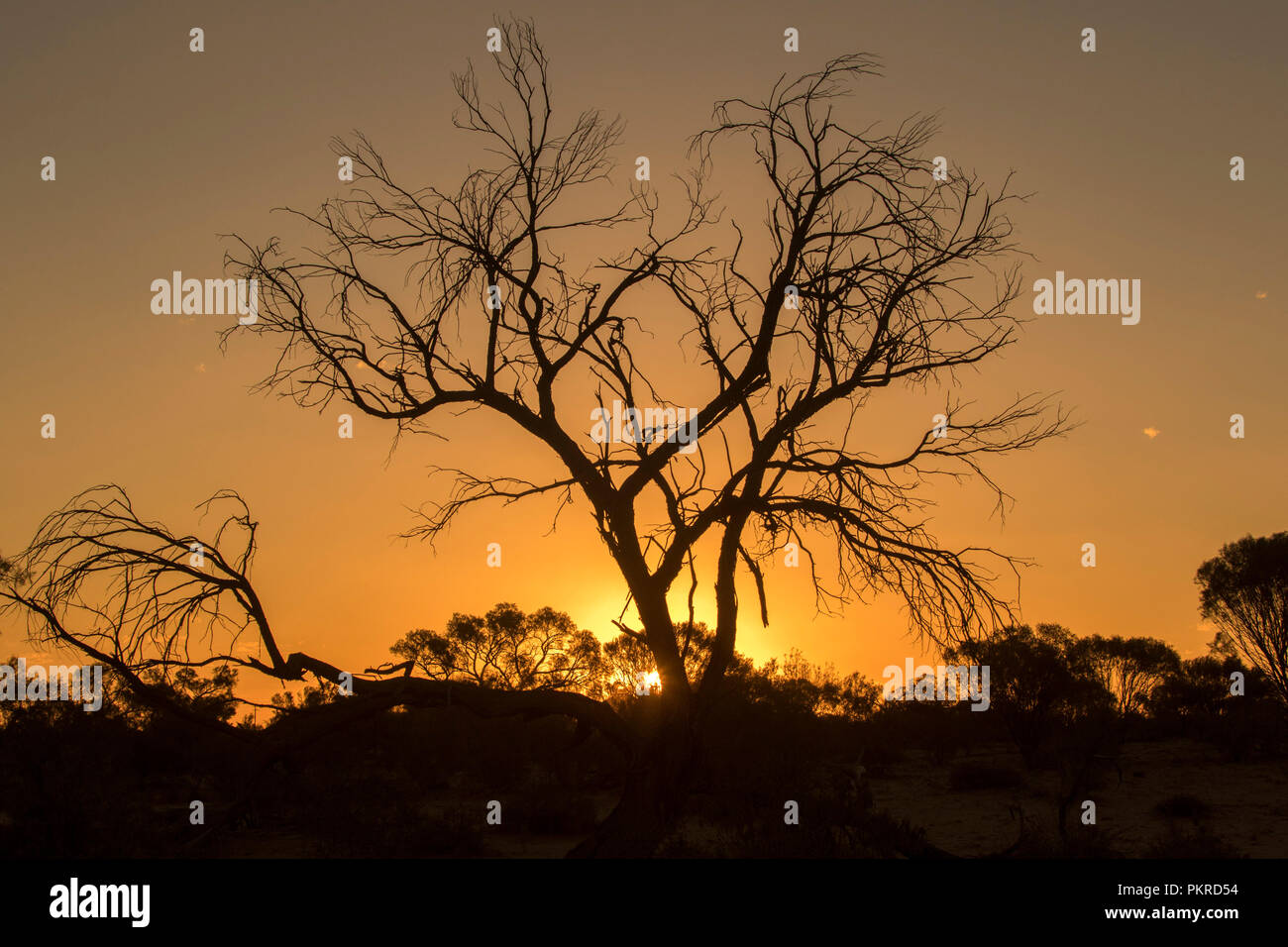 Coucher de soleil / Lever du soleil avec dead tree silhouetted against golden sky au Lac Parc National dans Bindegolly outback Queensland Australie Banque D'Images