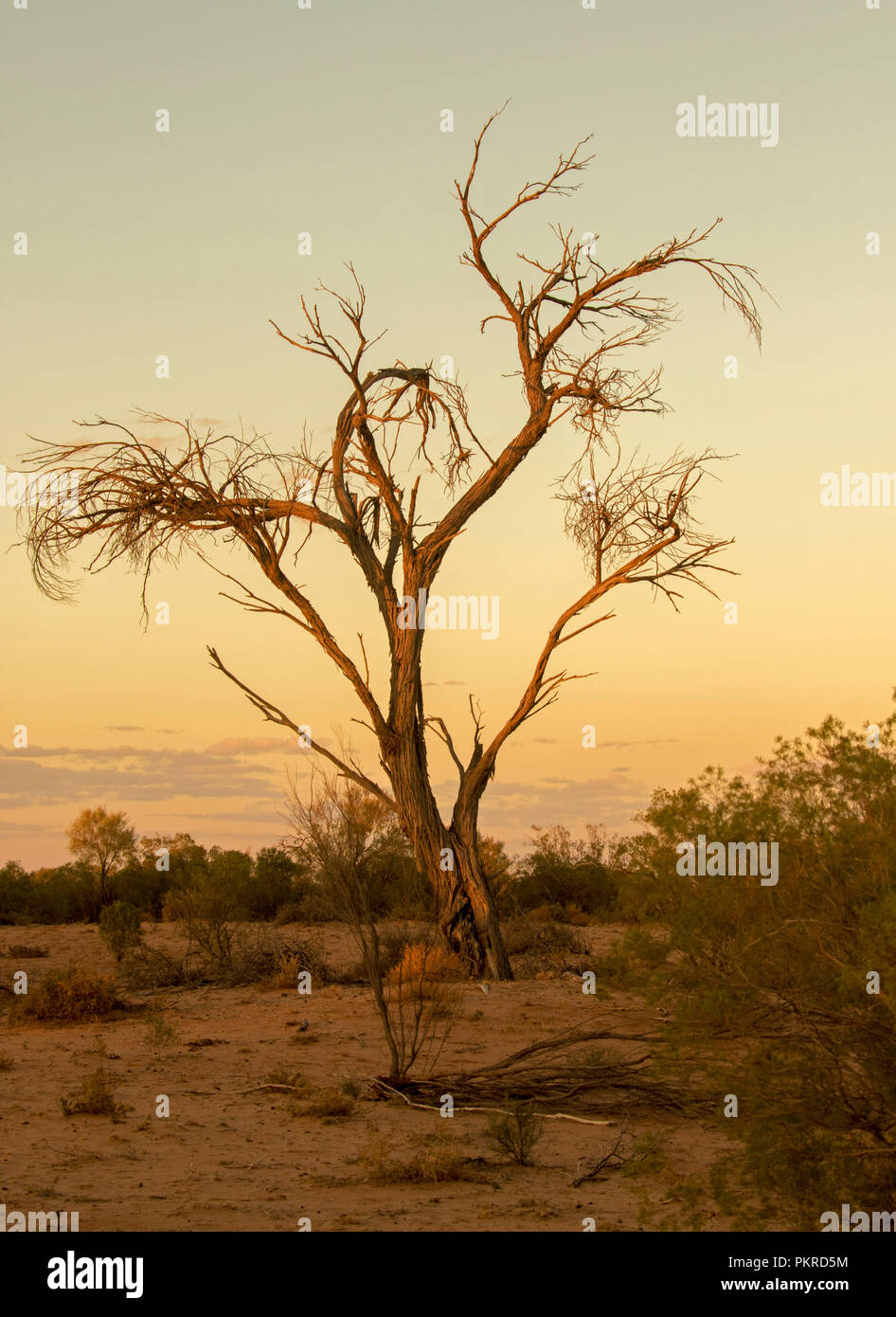 Coucher de soleil / Lever du soleil avec dead tree silhouetted against golden sky au Lac Parc National dans Bindegolly outback Queensland Australie Banque D'Images