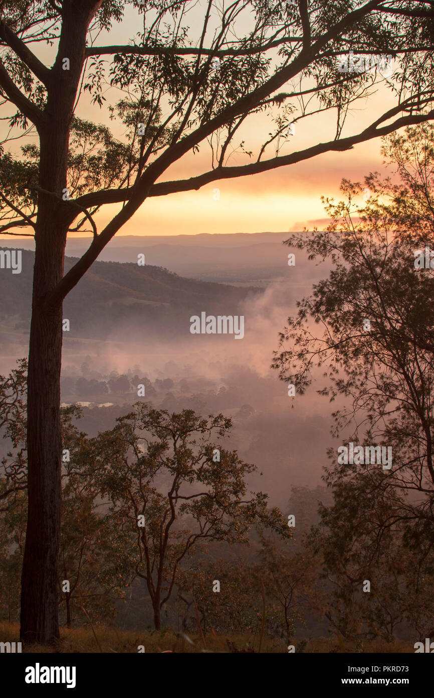 Avec le lever du soleil et de la brume ciel criardes couché dans vallée forêt à Tooloom National Park, NSW Australie. Banque D'Images