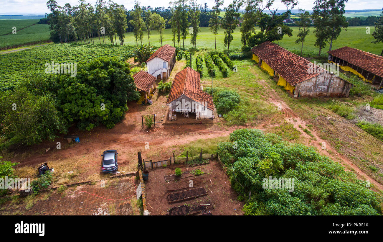 Petit café et de poulets. Le Brésil. Hangars de poulet. Plantation de café. Banque D'Images