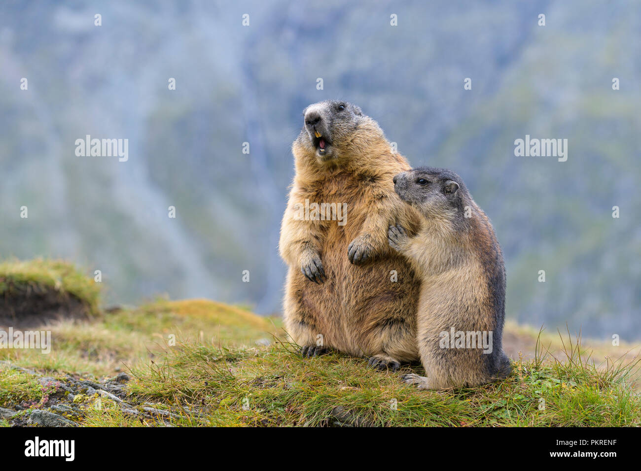 Marmotte alpine, Marmota marmota, parc national du Hohe Tauern, l'Autriche Banque D'Images