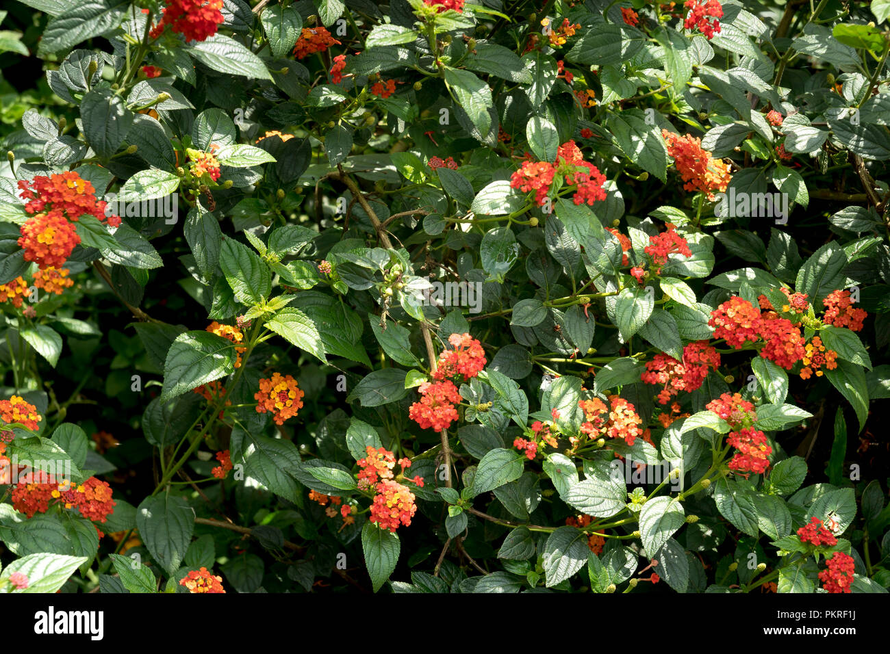 Vue rapprochée de la belle fleur Lantana camara. Banque D'Images