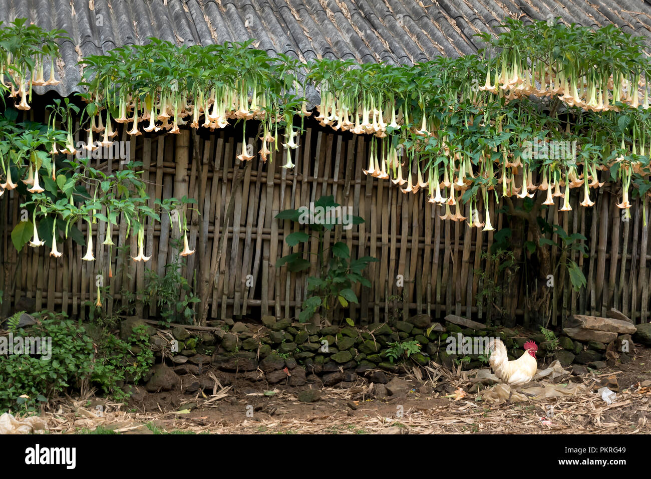 Brugmansia, datura fleur jaune accroché sur un arbre derrière la maison Banque D'Images