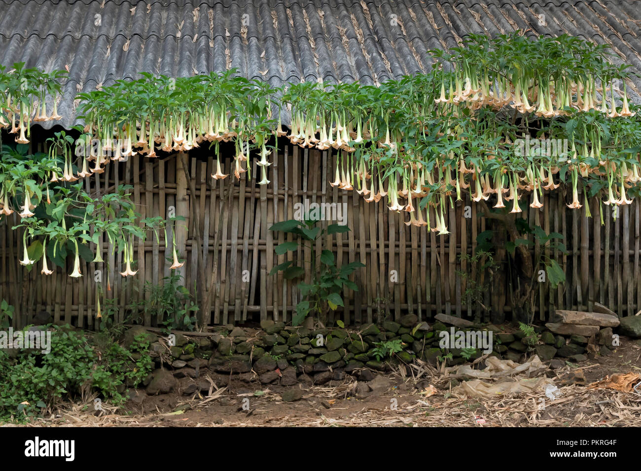 Brugmansia, datura fleur jaune accroché sur un arbre derrière la maison Banque D'Images