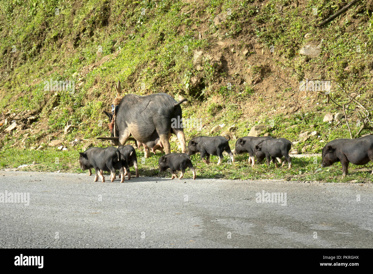 Le troupeau de porcs est alimenté sur le bord de la route de la minorité ethnique la montagne de Mu Cang Chai. Beaucoup de bovins sont en cours d'exécution libre. T Banque D'Images