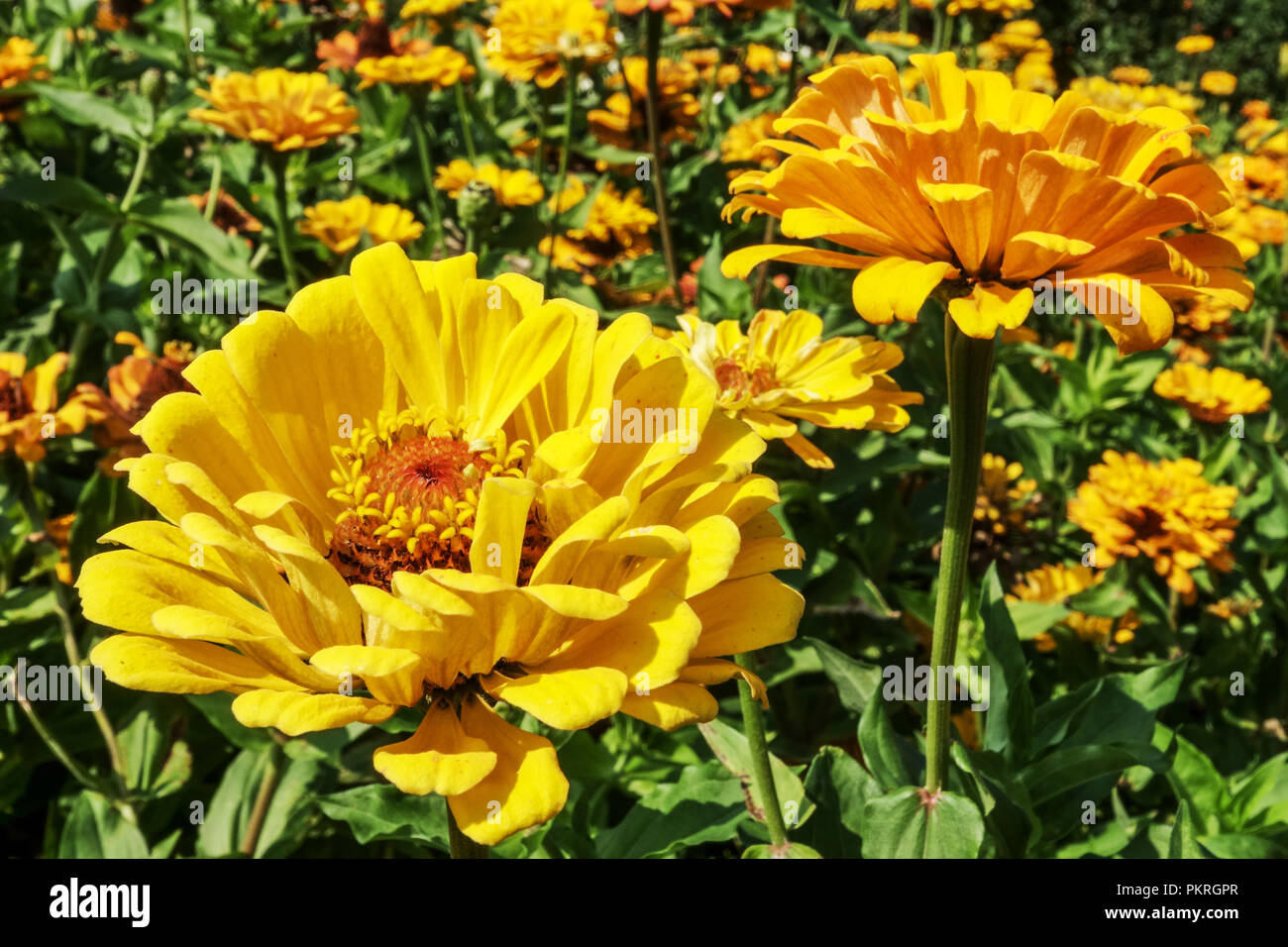 Les zinnias Zinnia jaune, Close up Banque D'Images