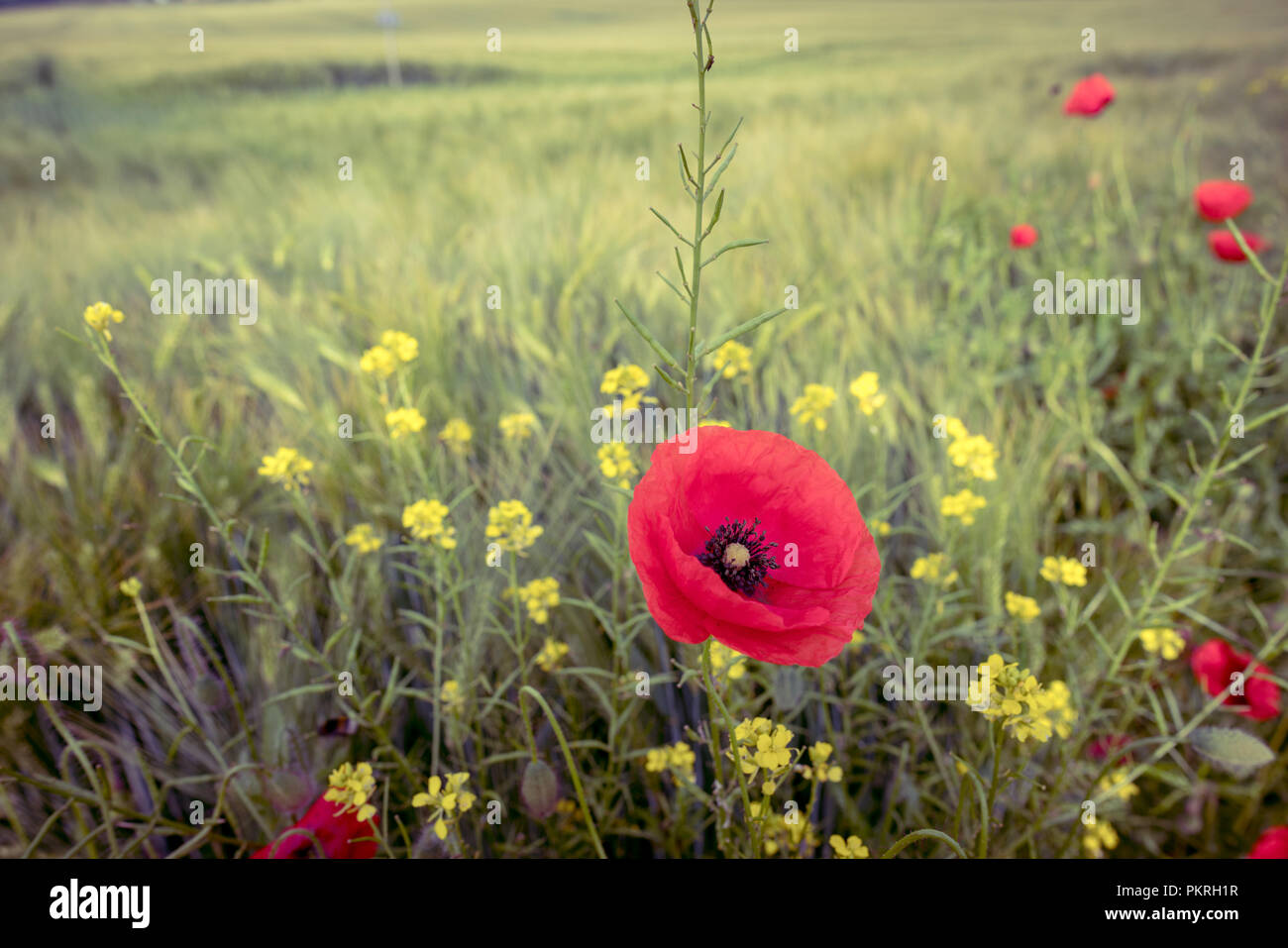 Fleurs coquelicots rouges dans le champ, tonique libre Banque D'Images