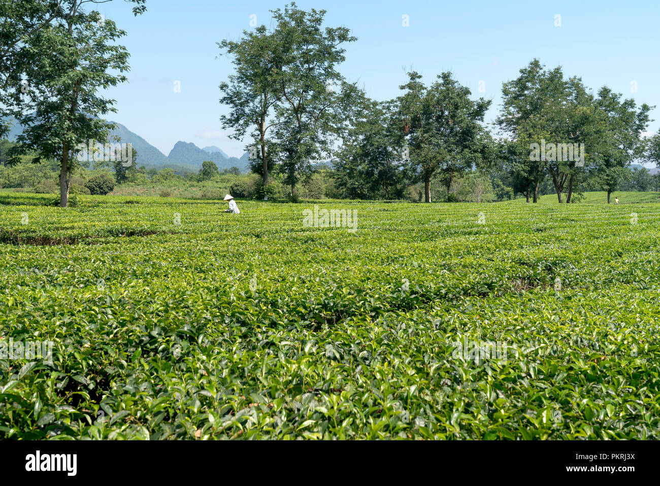 Hill, plantation de thé, thé vert, fond de paysage, vert feuille dans Thanh Son district, la province de Phu Tho, Vietnam Banque D'Images