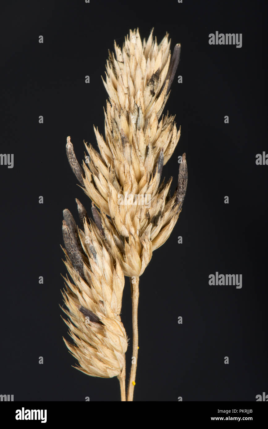 L'ergot, Claviceps purpurea, Sclerotium sur DACTYLE Dactylis glomerata, seedhead en fin d'été, Berkshire, Septembre Banque D'Images L'ergot, Claviceps purpurea, Sclerotium sur DACTYLE Dactylis glomerata, seedhead en fin d'été, Berkshire, Septembre Banque D'Images