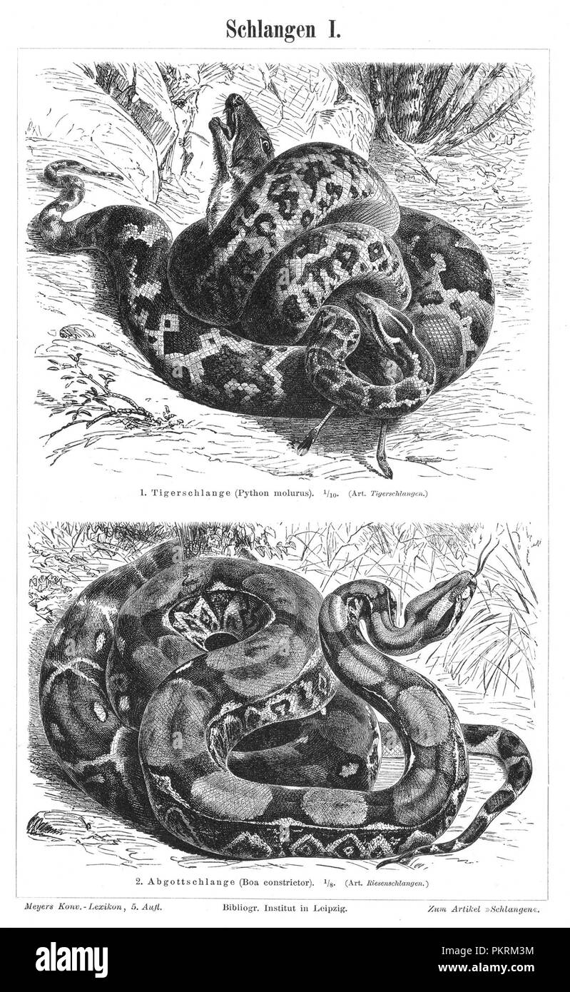 Les serpents, des reptiles, des meubles anciens, des illustrations de livres numérisés. Banque D'Images