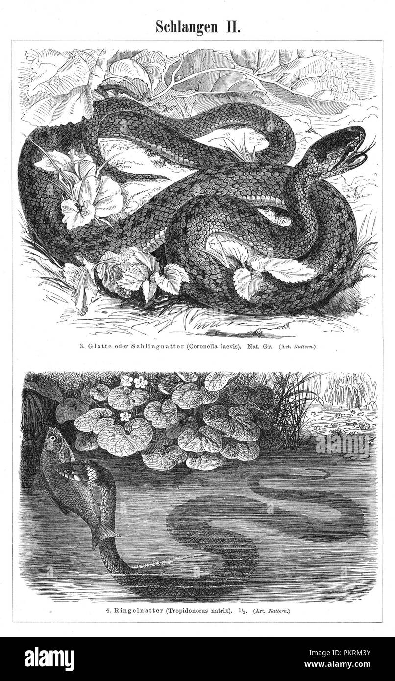 Les serpents, des reptiles, des meubles anciens, des illustrations de livres numérisés. Banque D'Images