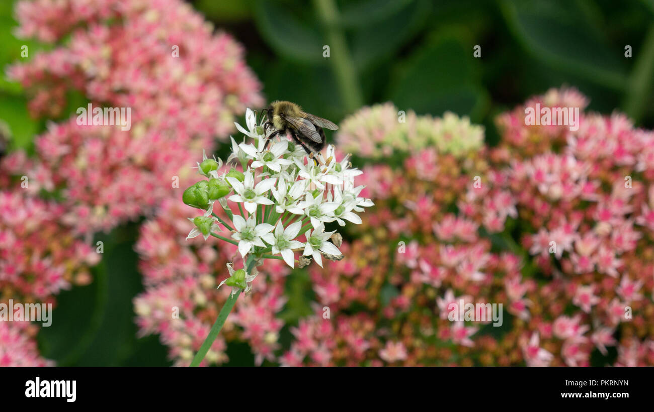 Pour les abeilles, en passant par un jardin et je suis tombé sur certaines espèces en une sorte de bourdon, j'ai pris un coup Banque D'Images