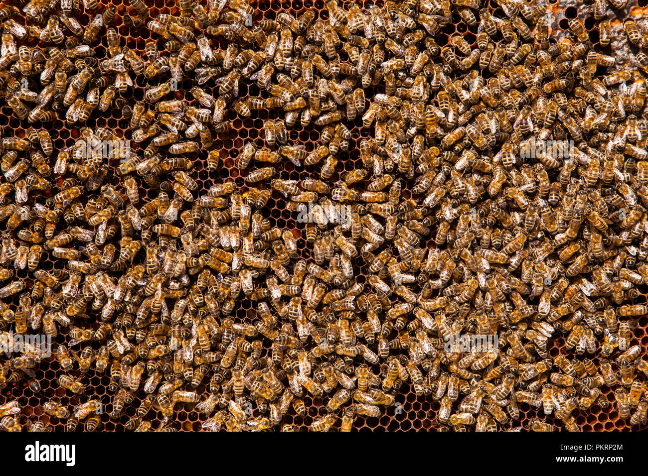 Travailler sur nid d'abeilles. Concept de l'apiculture. Alimentation saine. Banque D'Images