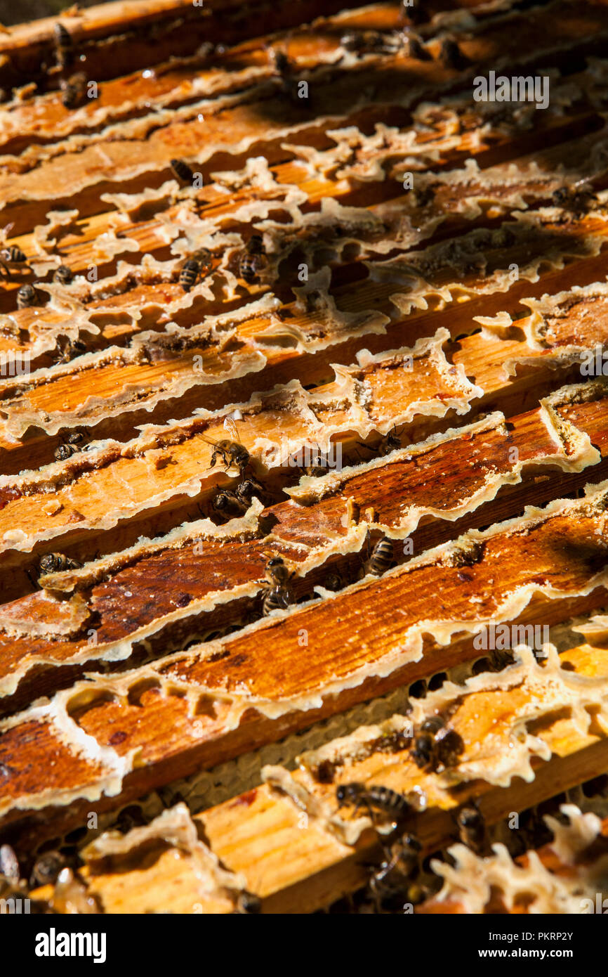 Travailler sur nid d'abeilles. Concept de l'apiculture. Alimentation saine. Banque D'Images