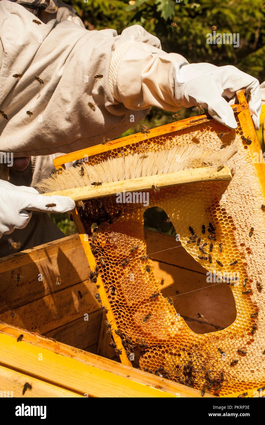 L'apiculteur travaille avec des abeilles et des ruches sur le rucher. Banque D'Images