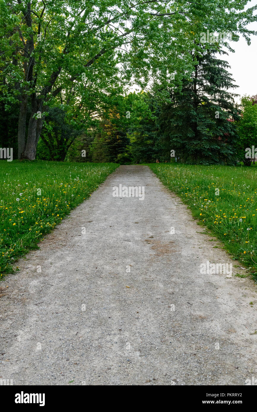 Chemin de gravier menant tout droit dans une forêt d'arbres verts avec de l'herbe bien verte et des pissenlits sur les deux côtés Banque D'Images