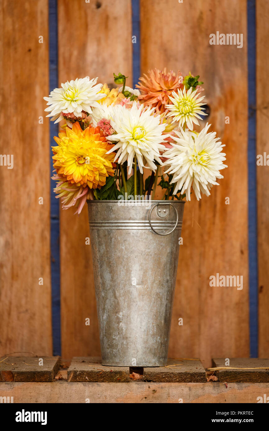 Simple et rustique de style automne automne saison Thanksgiving bouquet floral dahlia de métal galvanisé décorations de maison Banque D'Images