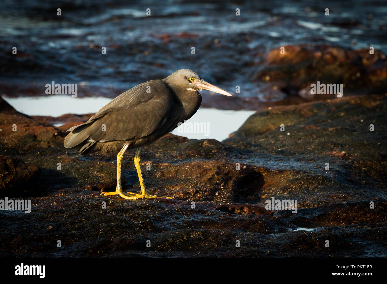 Aigrette des récifs de l'est sur côte rocheuse Kalbarri Banque D'Images